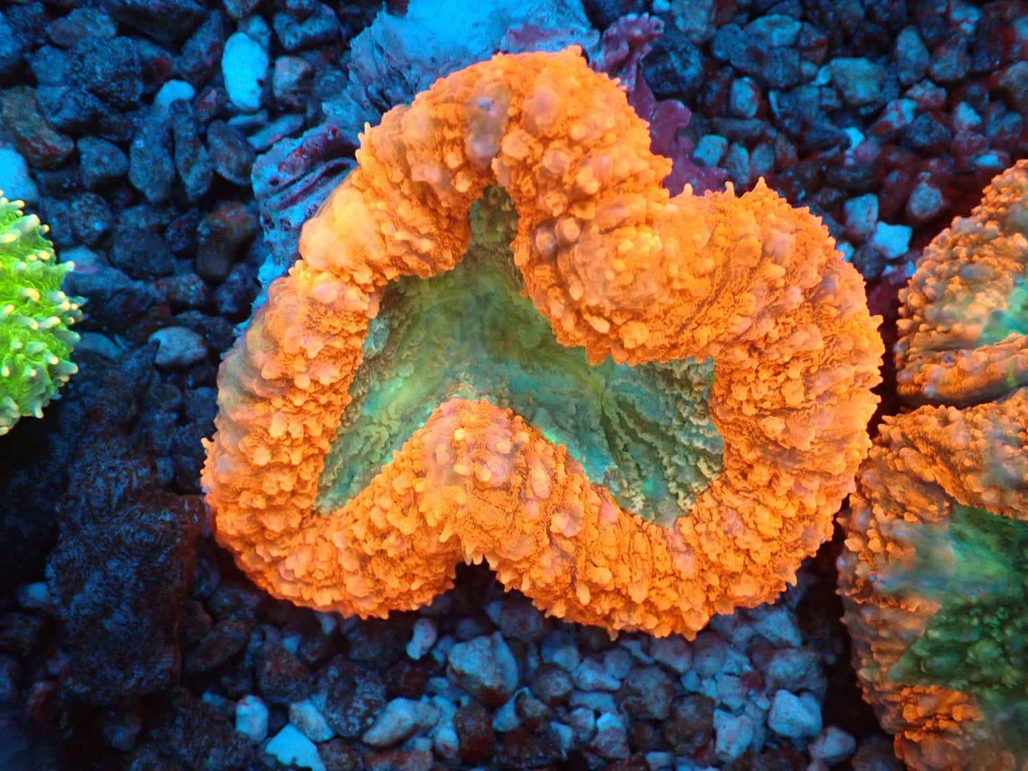 ハナガタサンゴ02