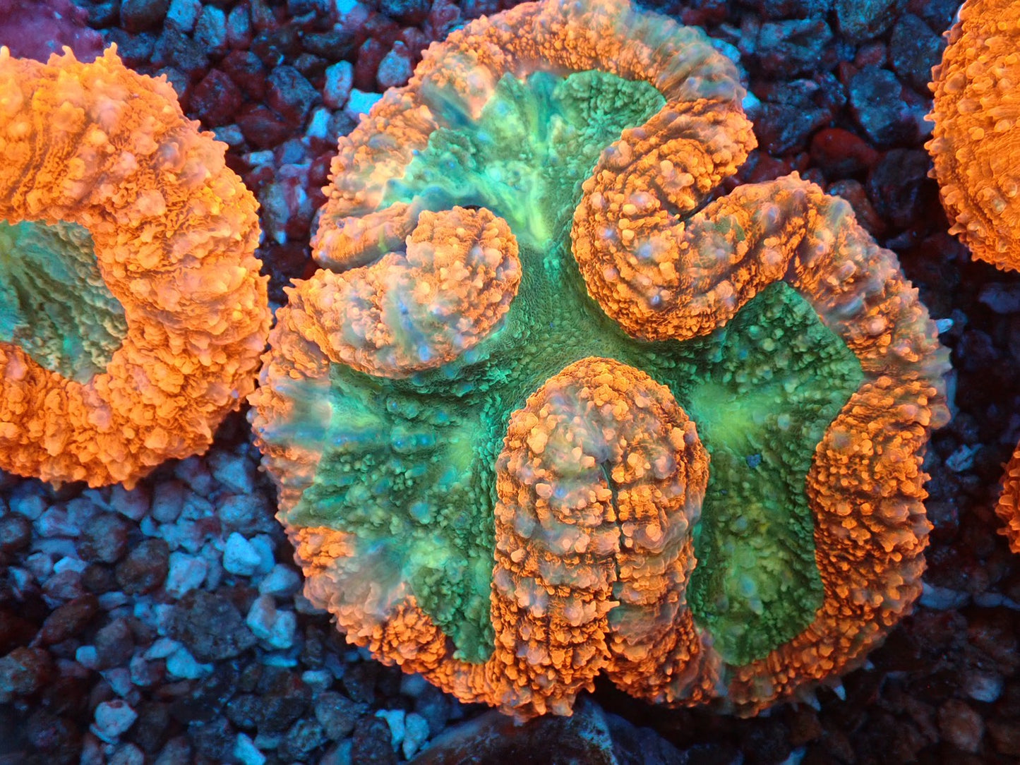 ハナガタサンゴ03