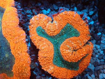 ハナガタサンゴ05