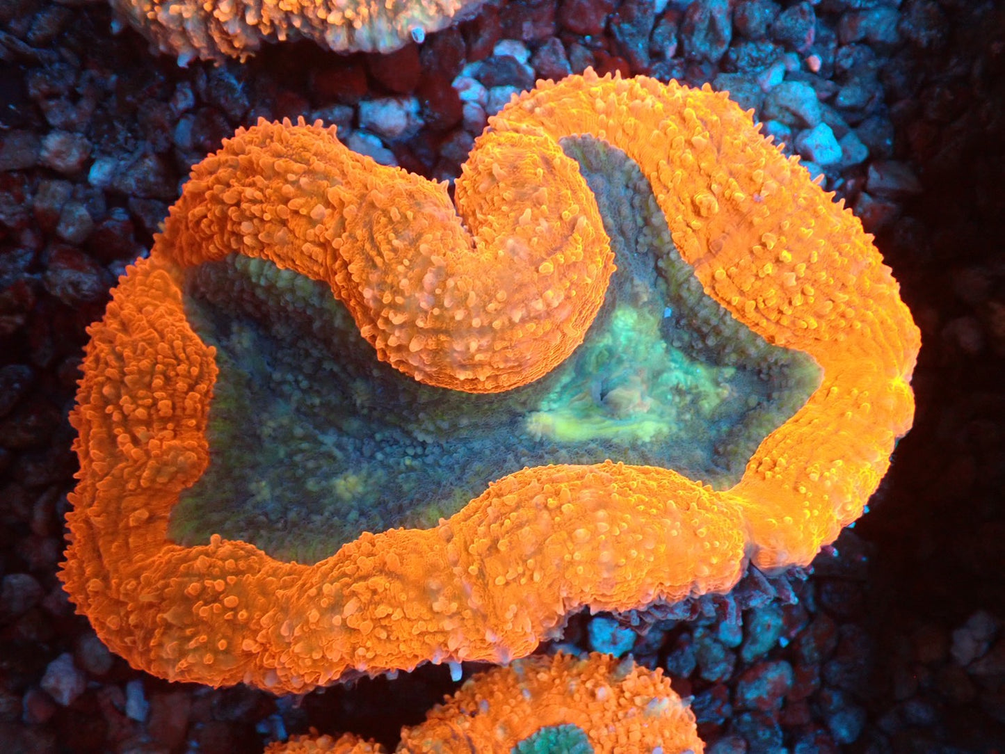 ハナガタサンゴ04