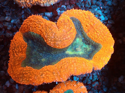 ハナガタサンゴ04