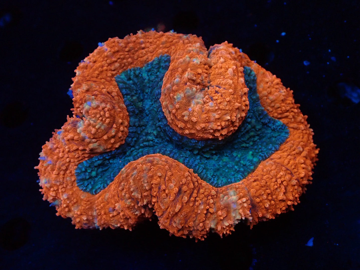 ハナガタサンゴ05