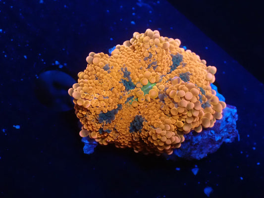 バブルディスクコーラル01