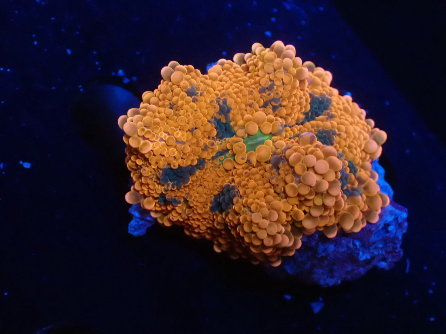 バブルディスクコーラル01