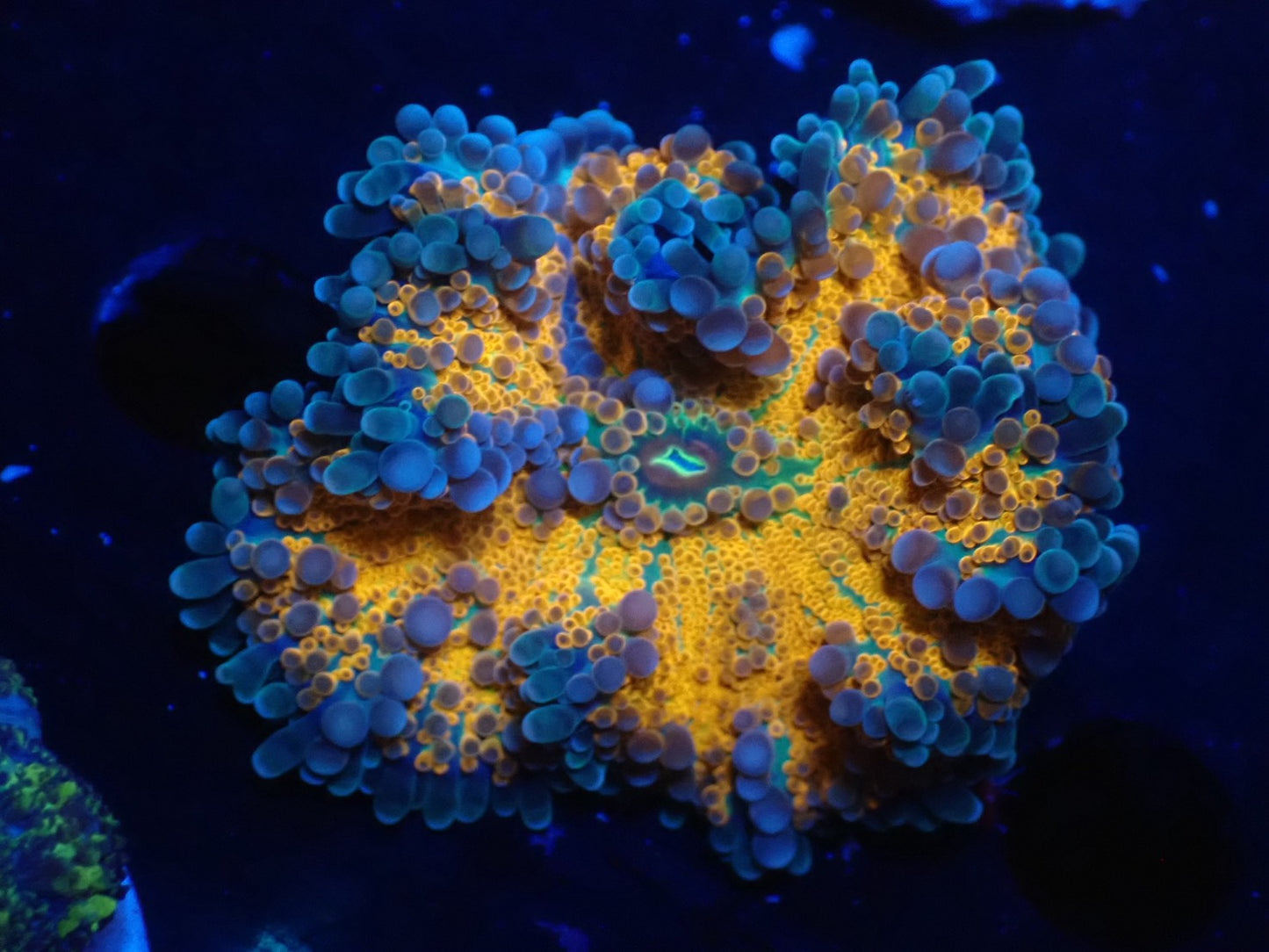 バブルディスクコーラル02