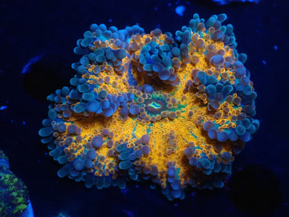 バブルディスクコーラル02