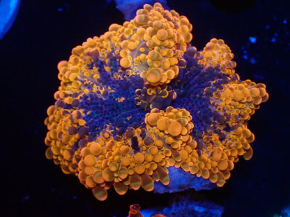 バブルディスクコーラル03