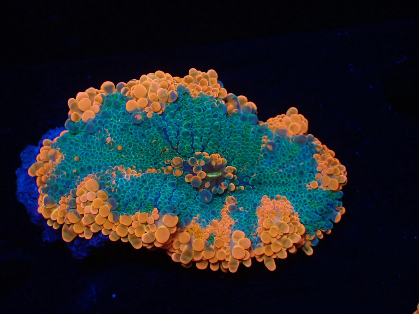 バブルディスクコーラル04