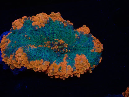 バブルディスクコーラル04