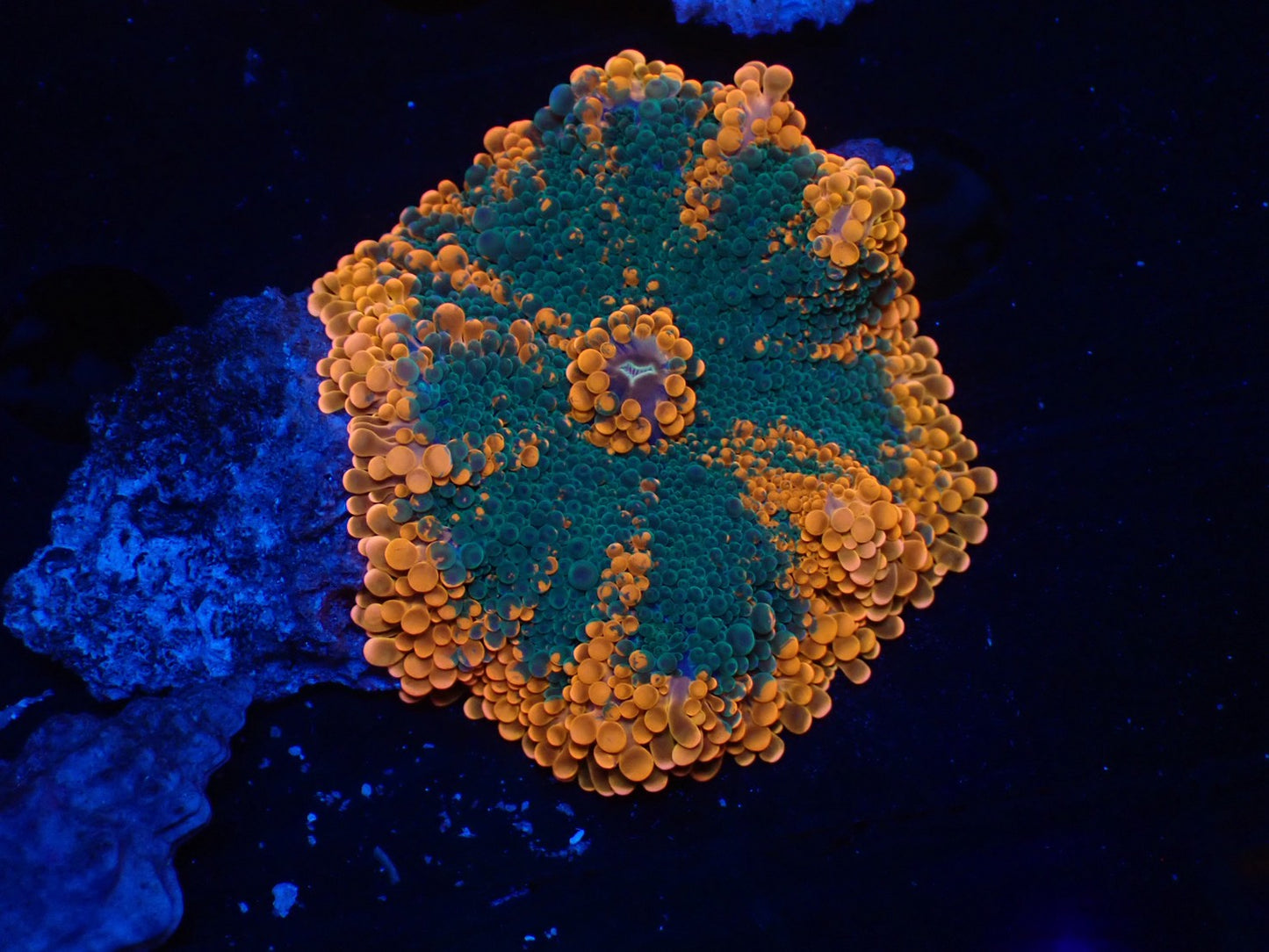 バブルディスクコーラル05