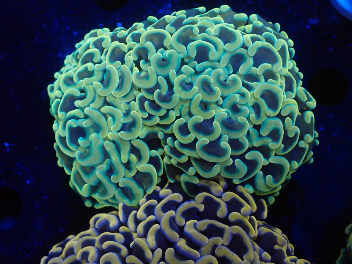 ナガレハナサンゴ15