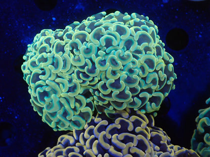 ナガレハナサンゴ15