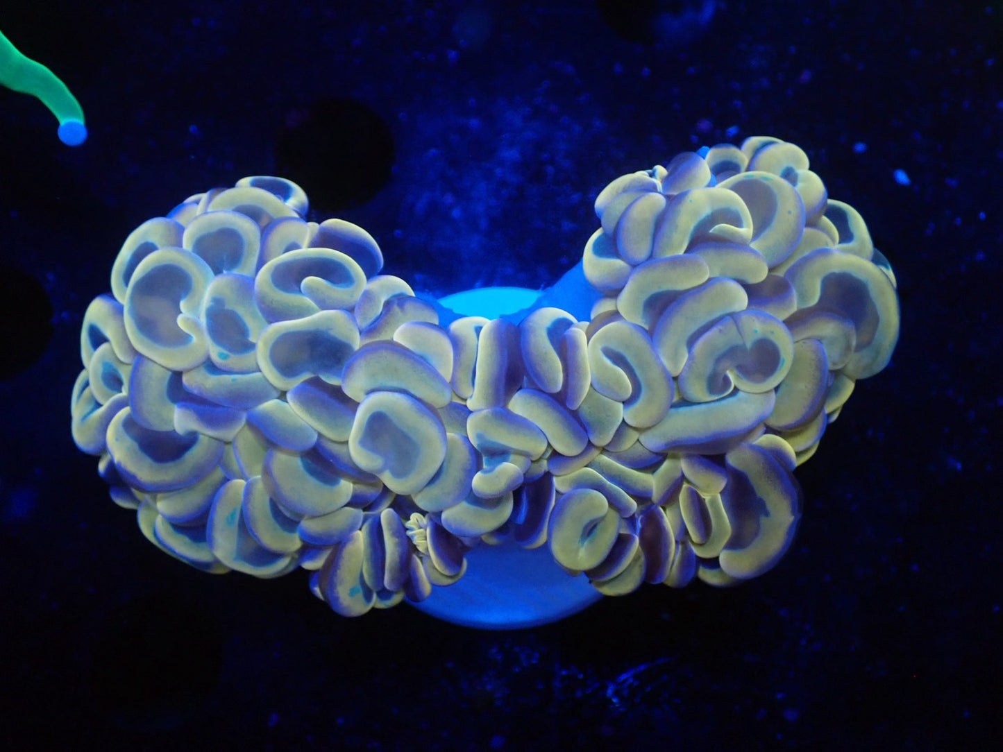 ナガレハナサンゴ14