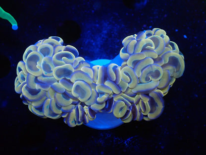 ナガレハナサンゴ14