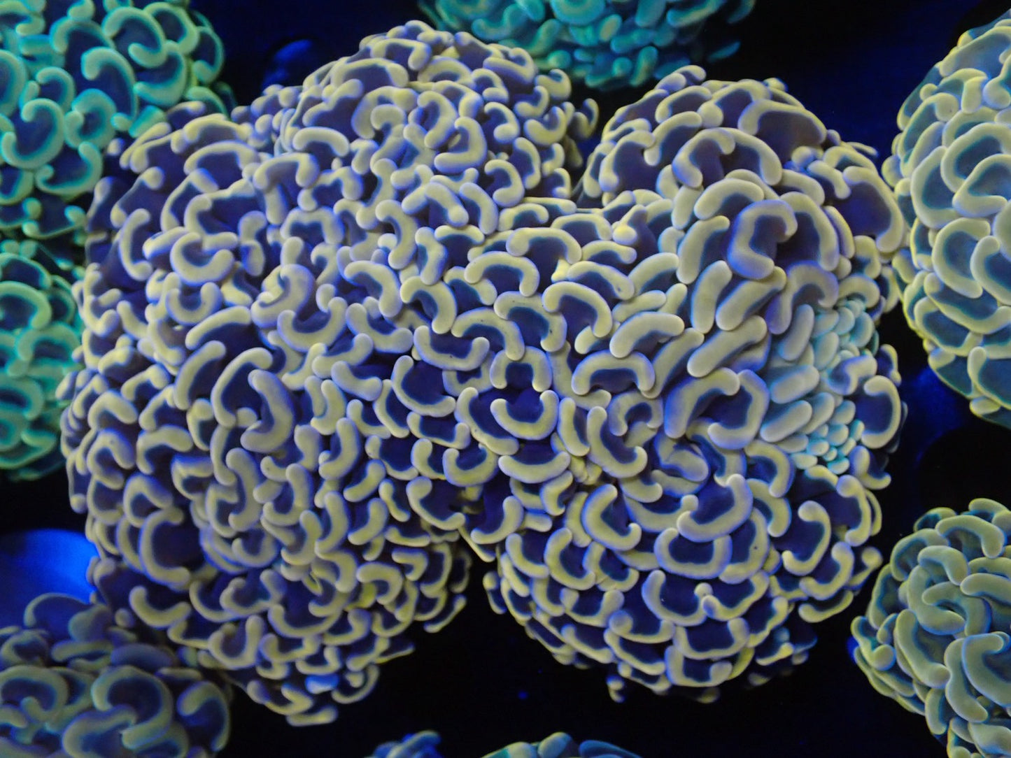 ナガレハナサンゴ12