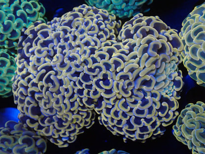 ナガレハナサンゴ12