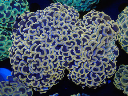 ナガレハナサンゴ12