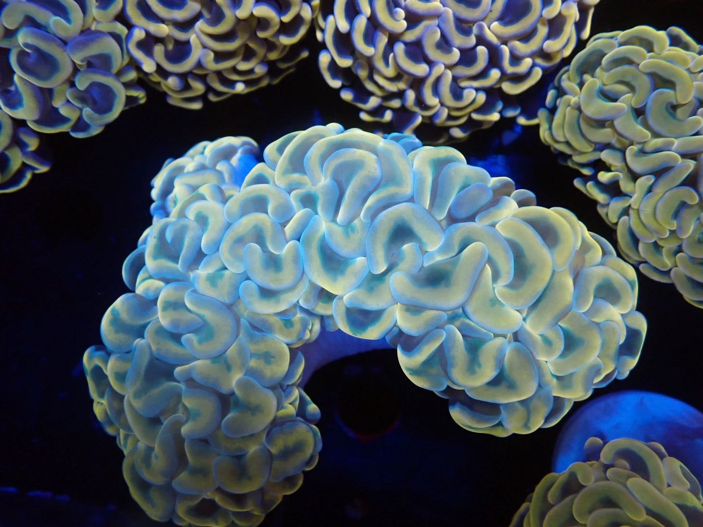 ナガレハナサンゴ11