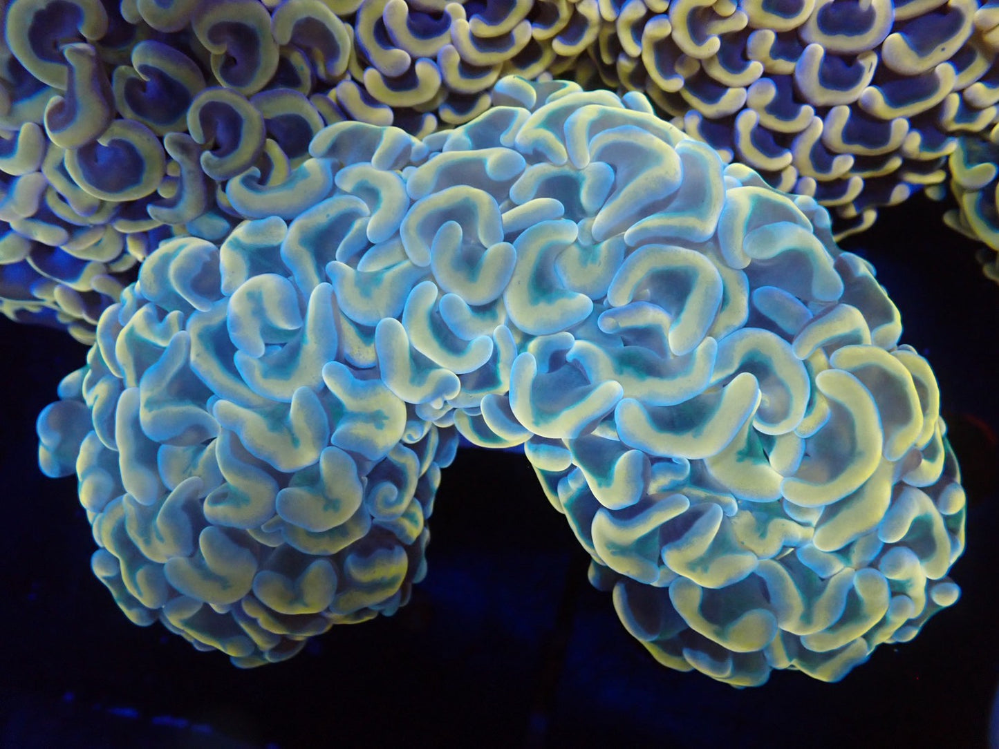 ナガレハナサンゴ11