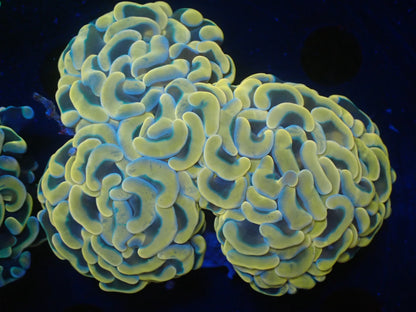 ナガレハナサンゴ10