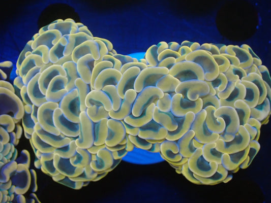 ナガレハナサンゴ09