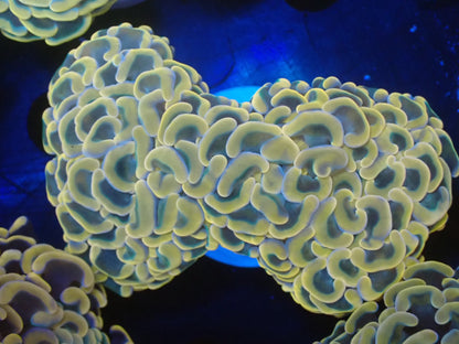 ナガレハナサンゴ09