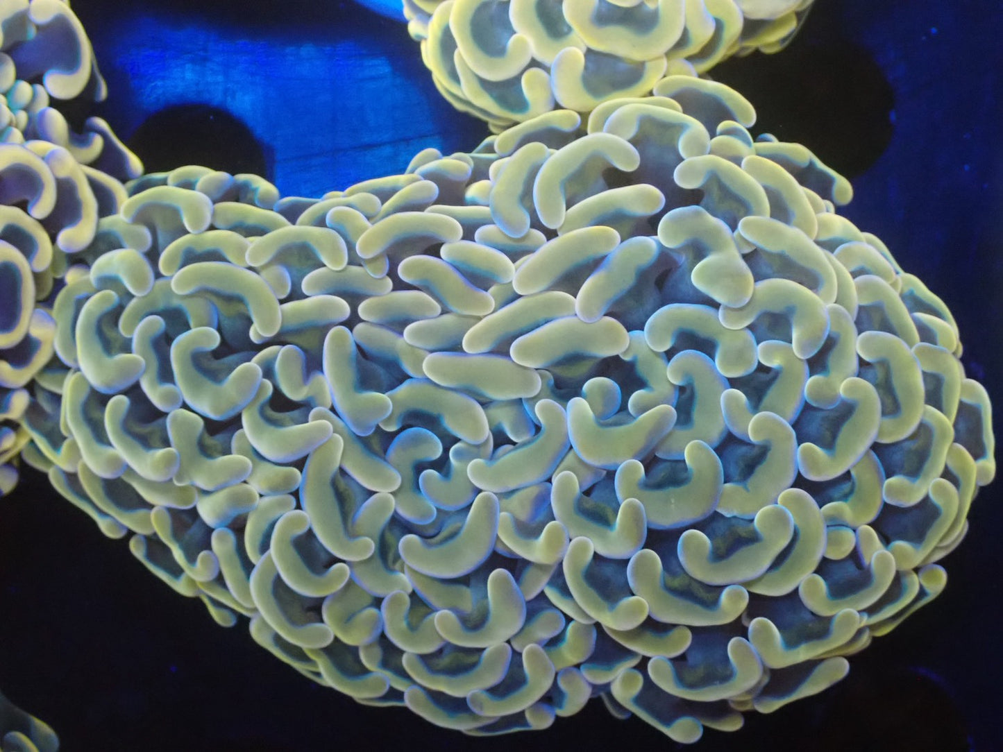 ナガレハナサンゴ08