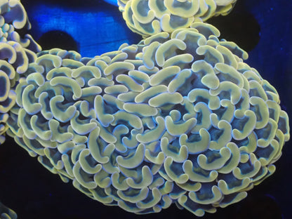 ナガレハナサンゴ08