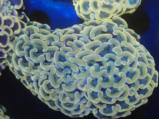 ナガレハナサンゴ08