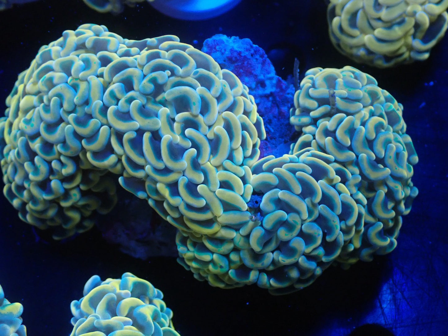 ナガレハナサンゴ06