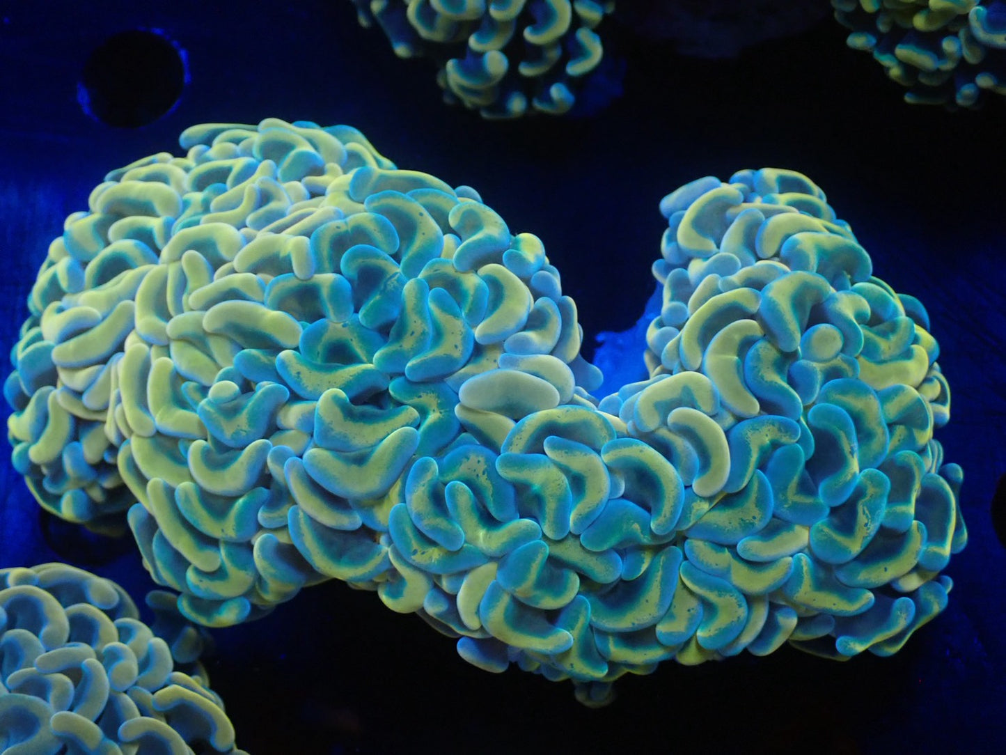 ナガレハナサンゴ05