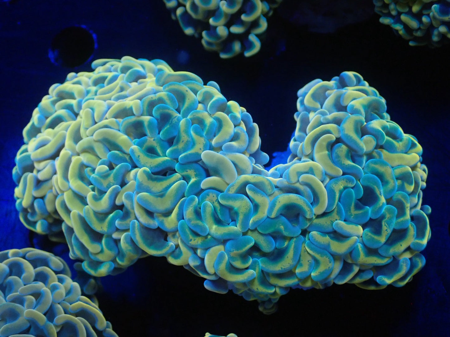 ナガレハナサンゴ05