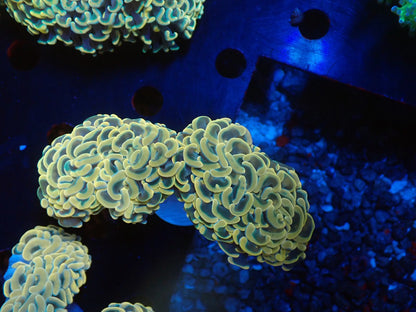 ナガレハナサンゴ04