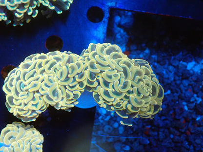 ナガレハナサンゴ04