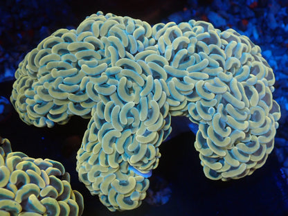 ナガレハナサンゴ03