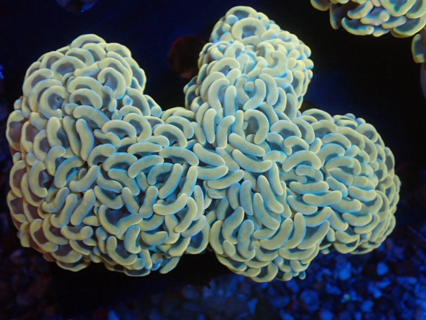 ナガレハナサンゴ03