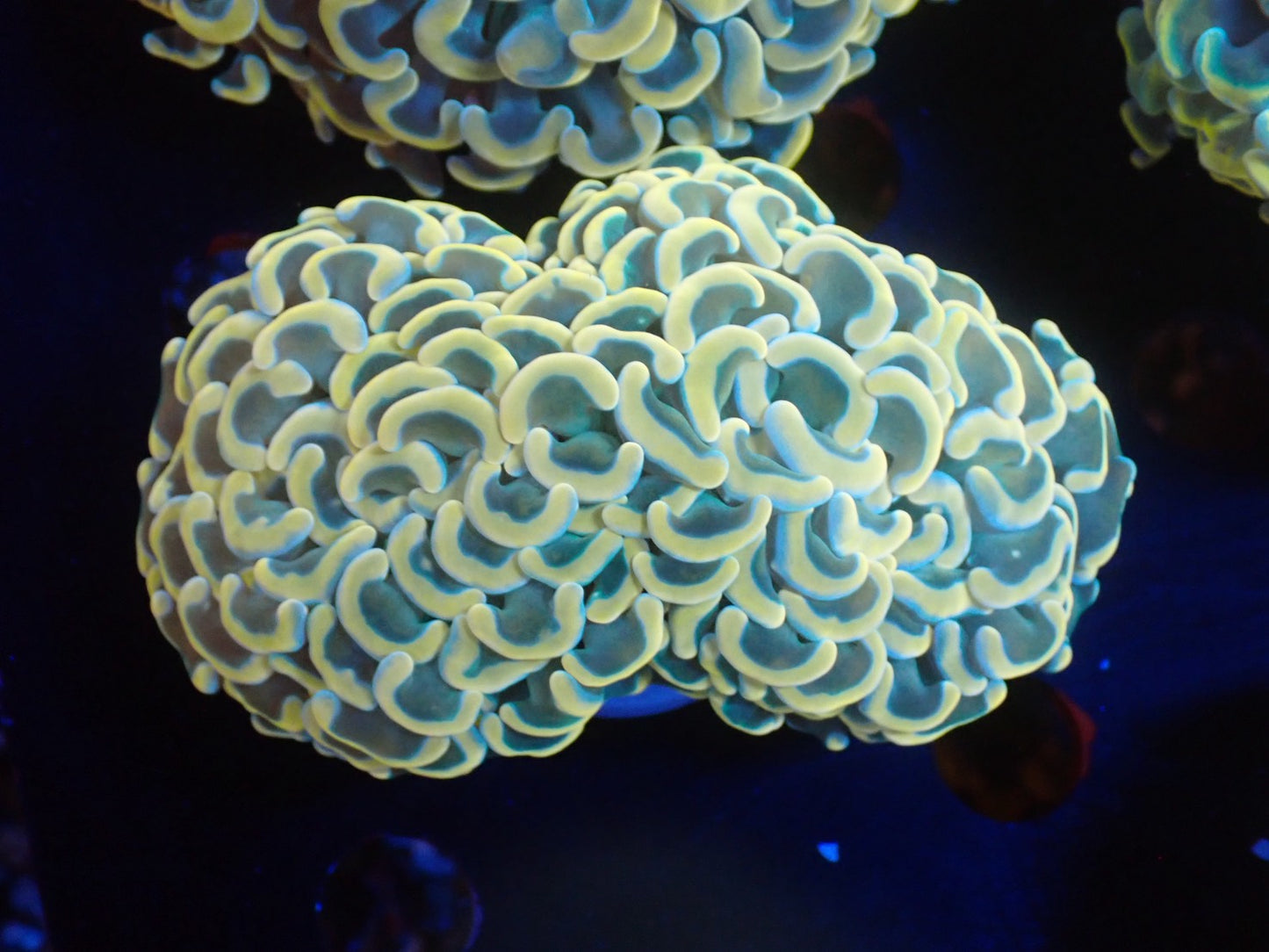 ナガレハナサンゴ02