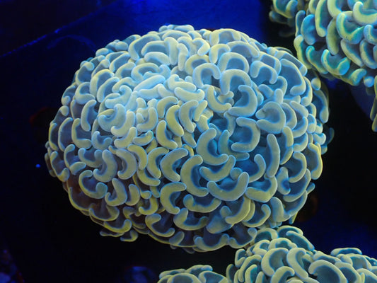 ナガレハナサンゴ01