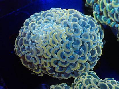 ナガレハナサンゴ01