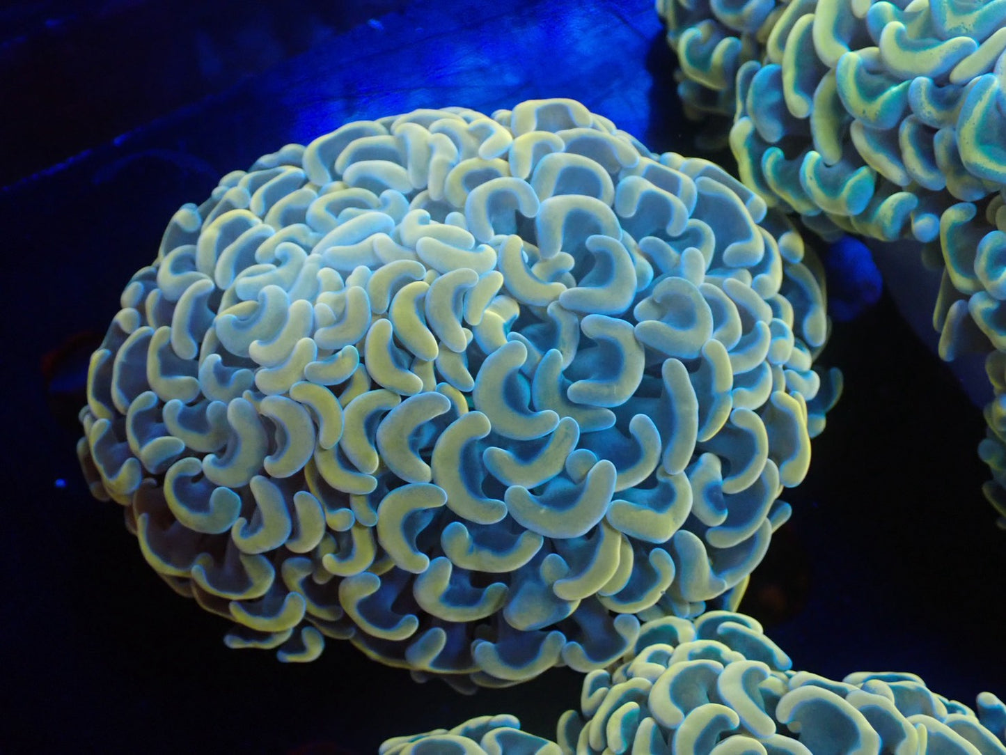 ナガレハナサンゴ01