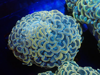 ナガレハナサンゴ01