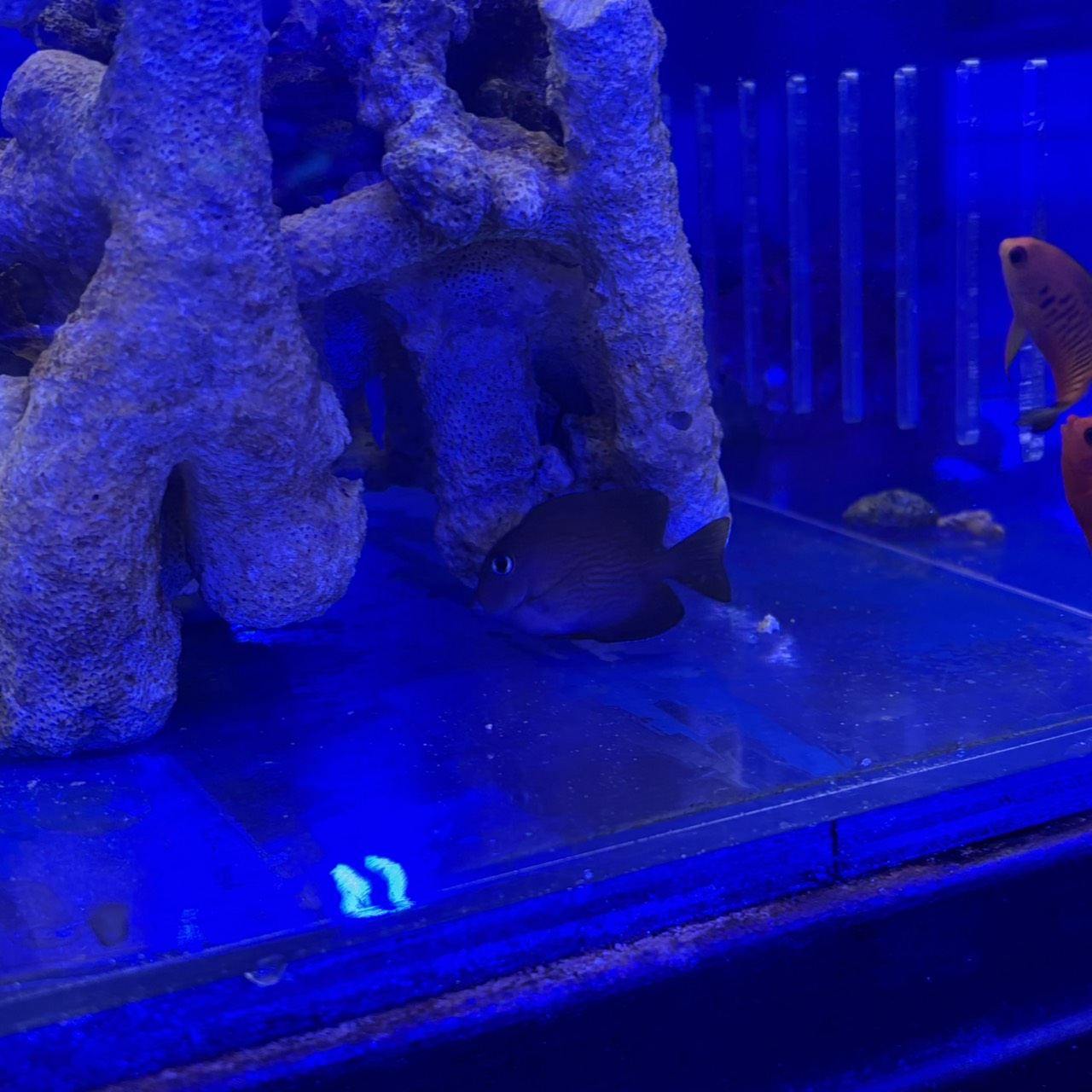 キンリンサザナミハギ