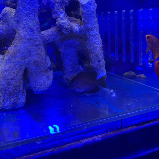 キンリンサザナミハギ