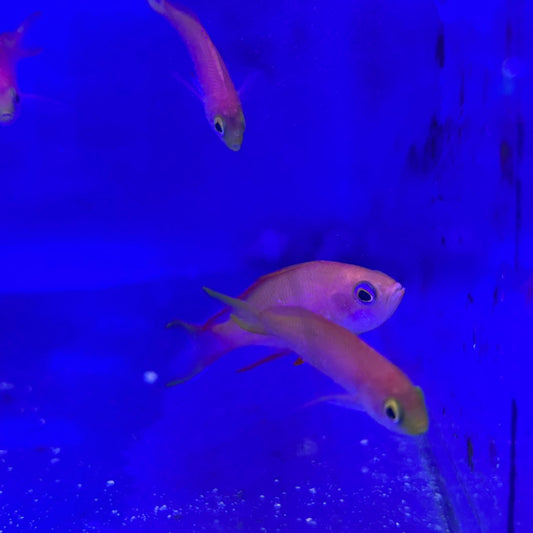 フチドリハナダイオス