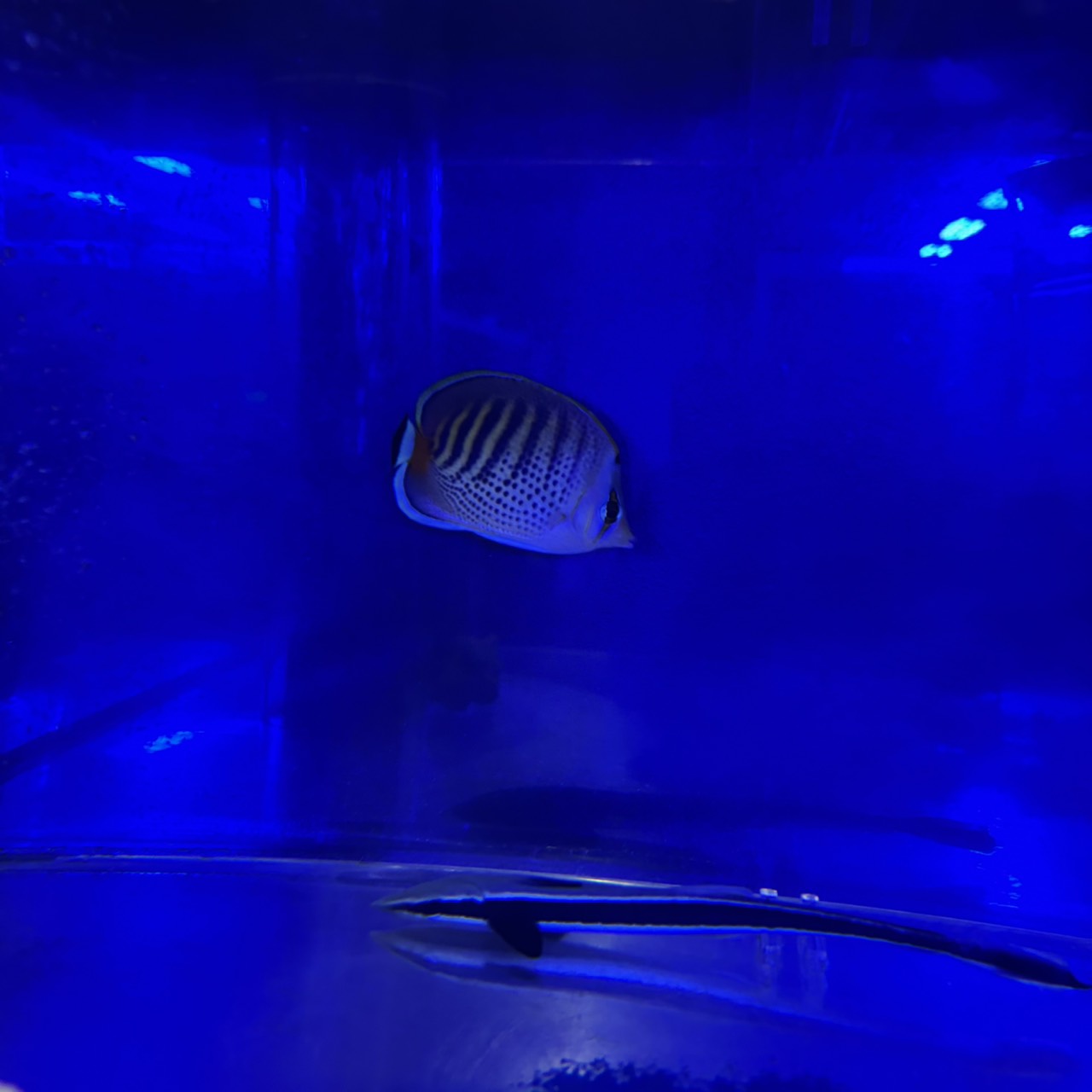 シチセンチョウ