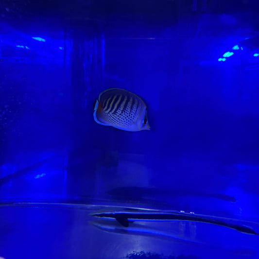 シチセンチョウ