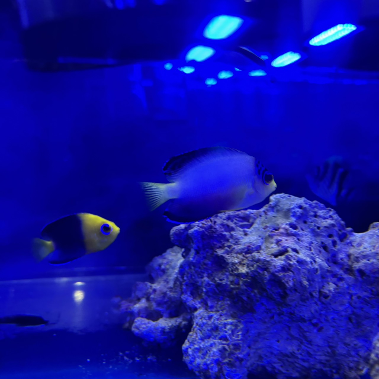 マルチカラーピグミーエンゼル