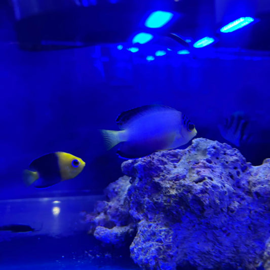 マルチカラーピグミーエンゼル