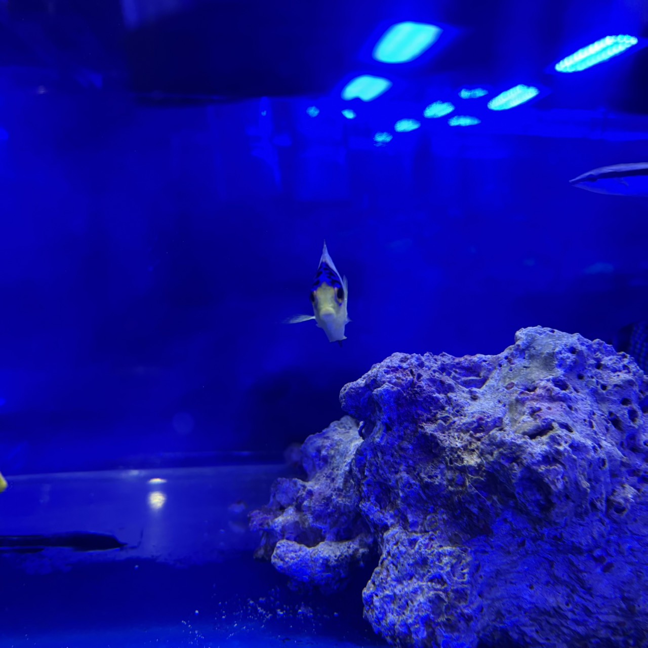 マルチカラーピグミーエンゼル