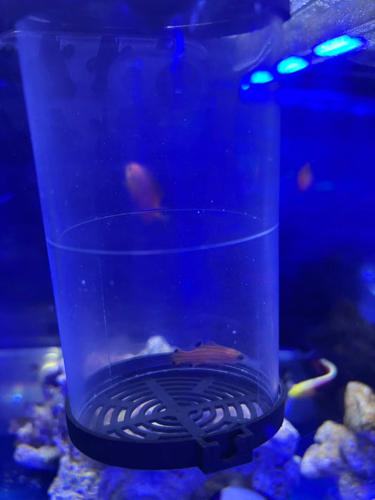 オレンジストライプバスレット